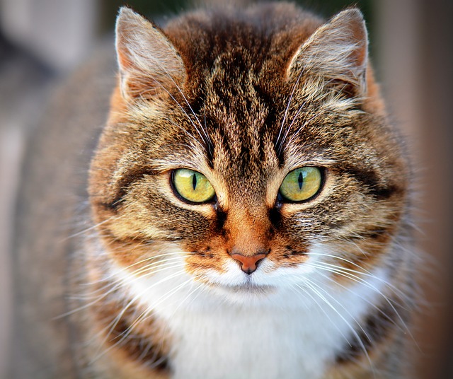 Suchmaschinenoptimierung & Usability: Katze beißt sich in den Schwanz