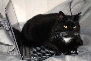 cat-963931_640