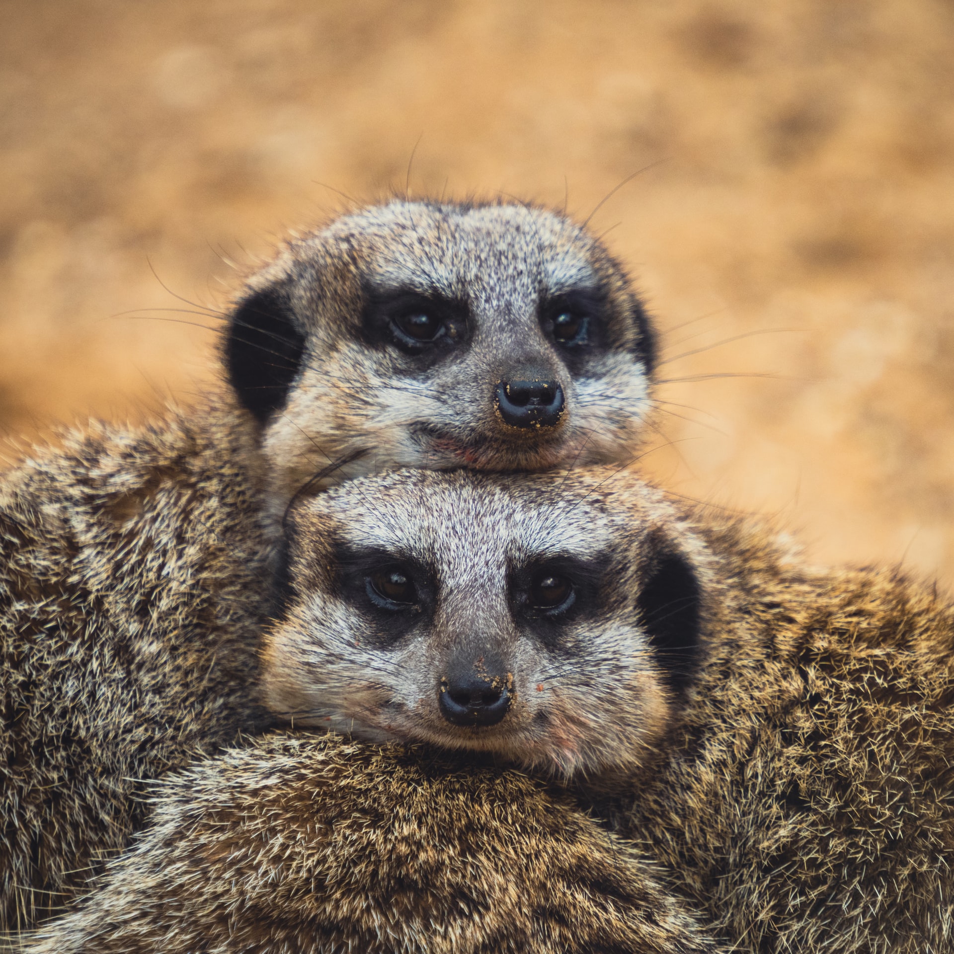Zwei Erdmännchen liegen entspannt aufeinander
